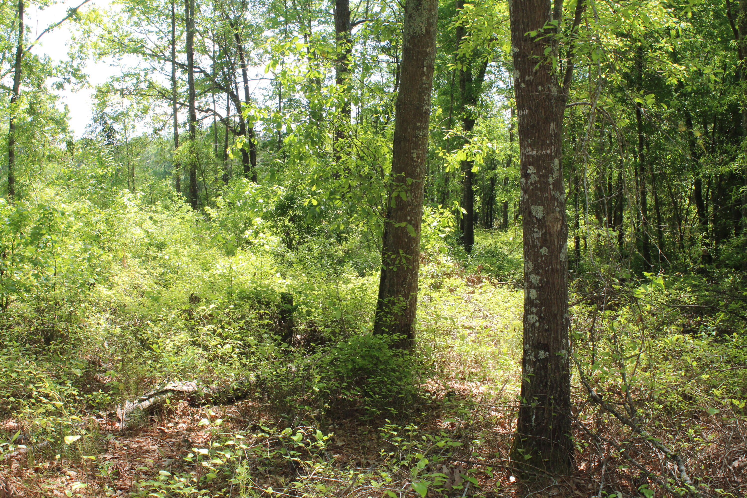 2411 Drain Road Smoaks, SC 29481 - Photo 7 of 9 IMG_8378
