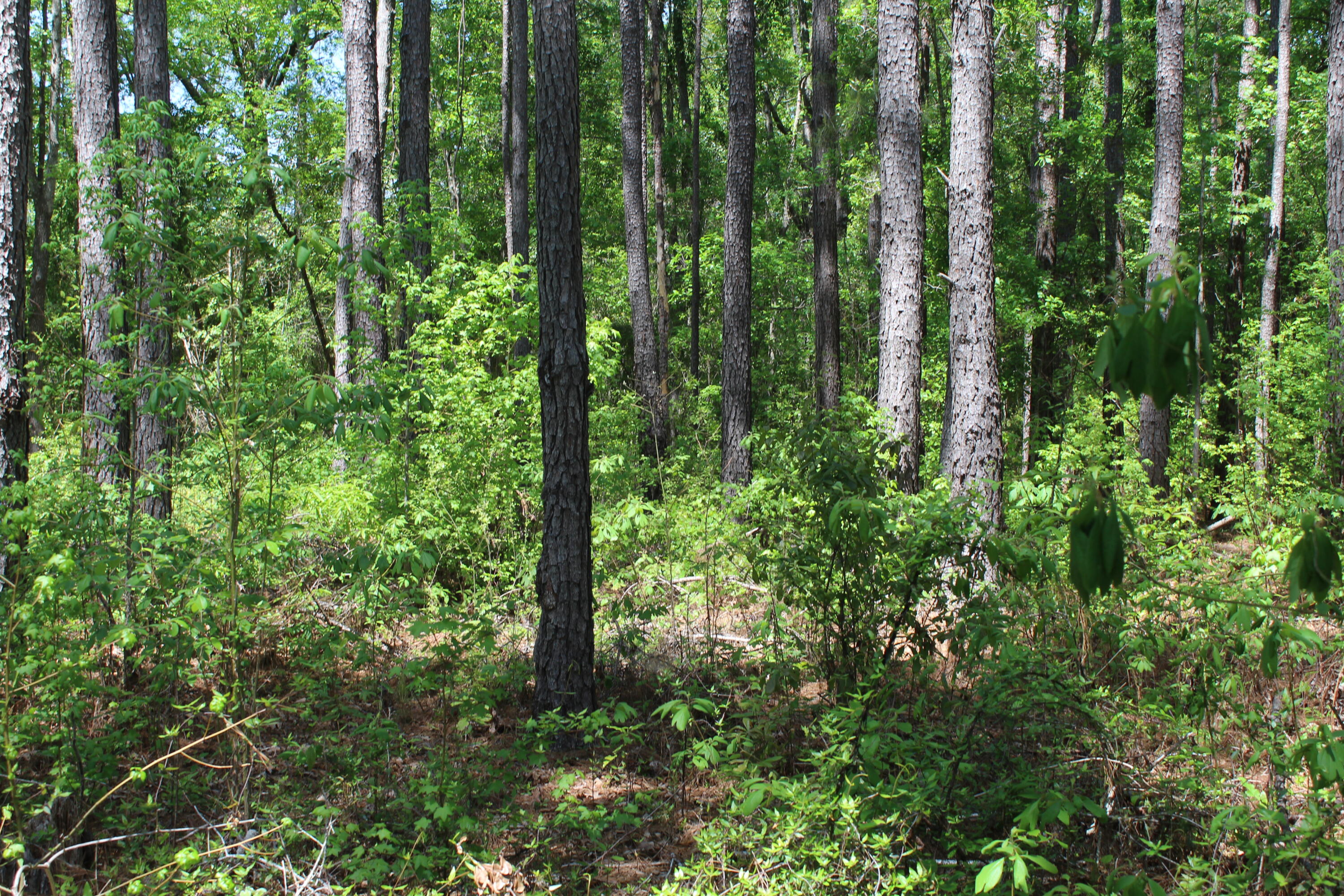 2411 Drain Road Smoaks, SC 29481 - Photo 8 of 9 IMG_8377