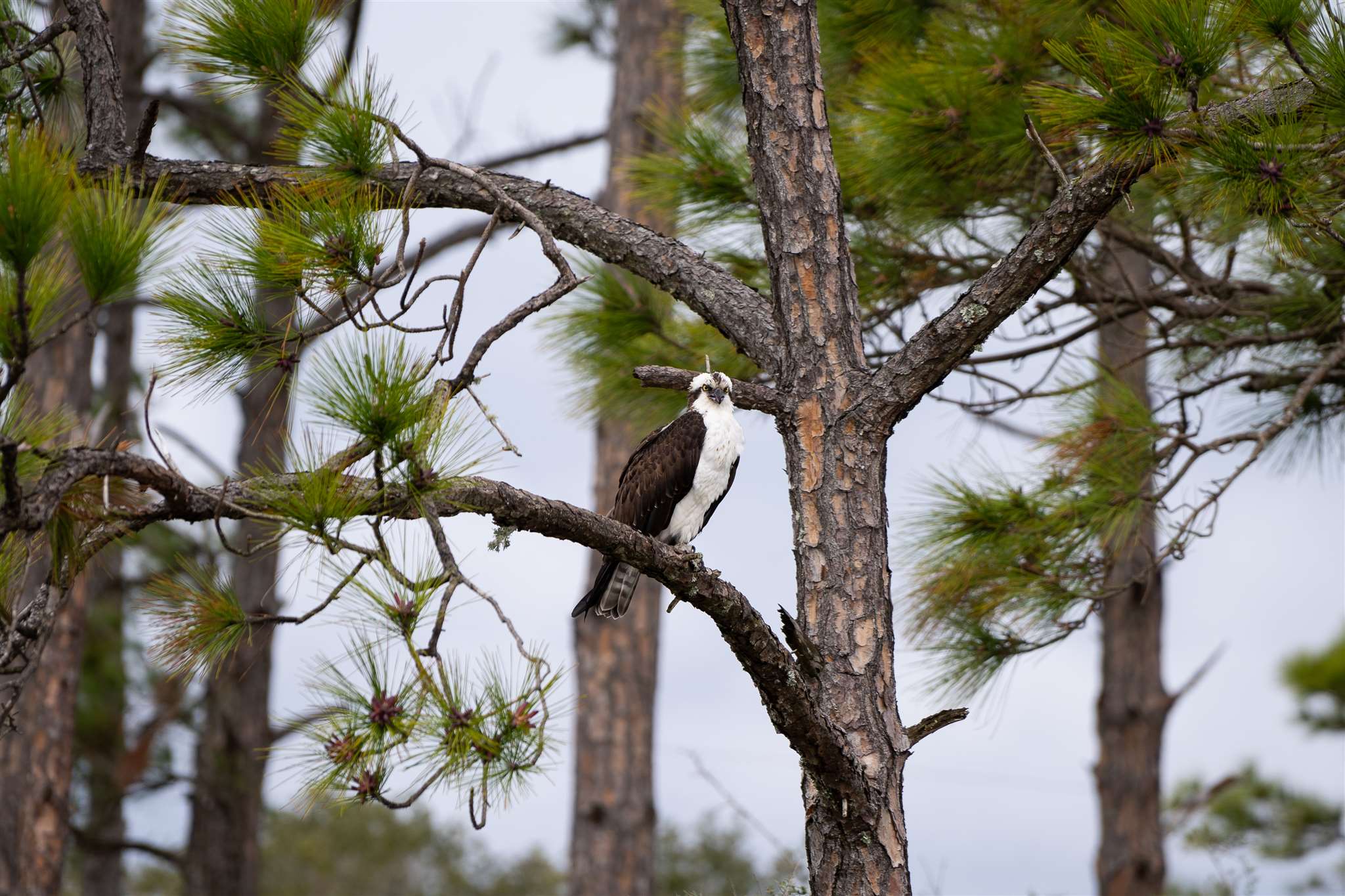 529 West 3rd Avenue Gulf Shores, AL 36542 - Photo 18 of 20 Osprey