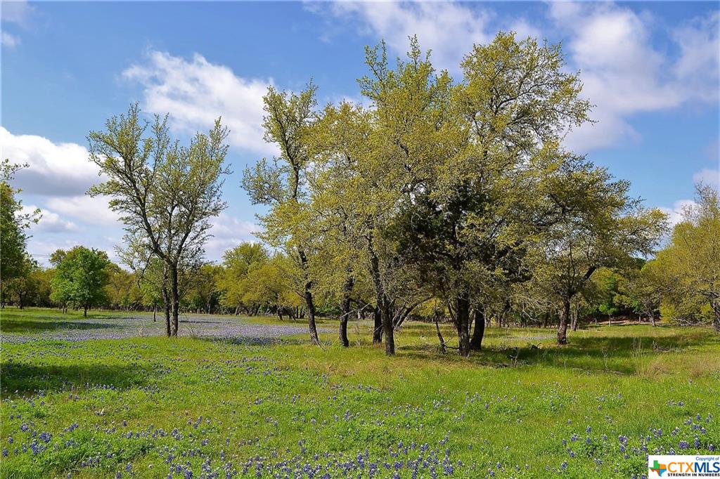 a view of yard with green space and trees