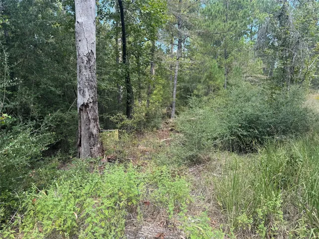 a view of a forest with a street