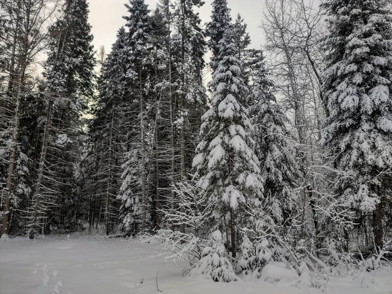 77251 Nagel Road Glidden, WI 54527 - Photo 15 of 25 Gallery Image 15