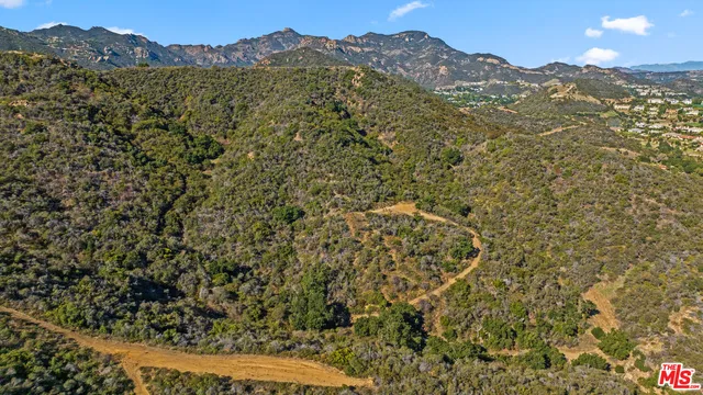 a view of a large tree with a mountain in the background