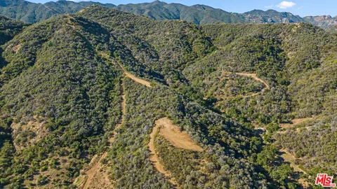 a view of a forest with a mountain
