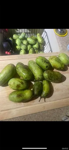 $735,000 | 6198 Shady Hills Lane, Fulton, MO 65251