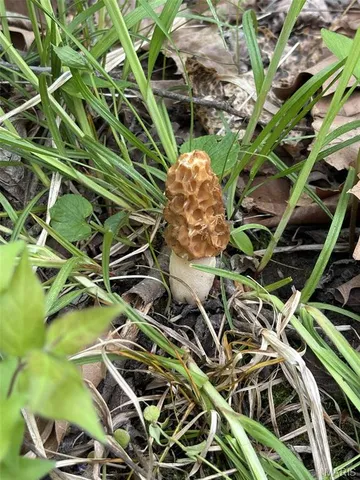 $735,000 | 6198 Shady Hills Lane, Fulton, MO 65251