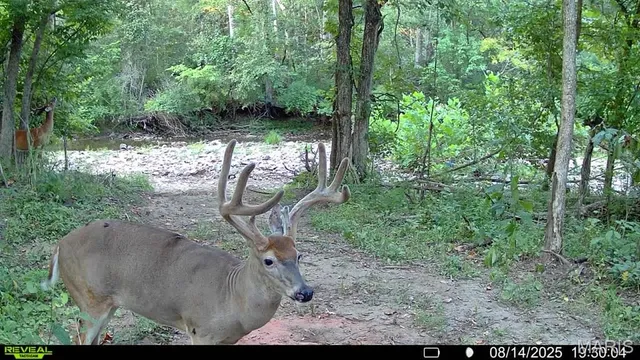 $735,000 | 6198 Shady Hills Lane, Fulton, MO 65251