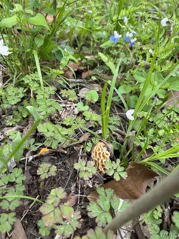 $735,000 | 6198 Shady Hills Lane, Fulton, MO 65251