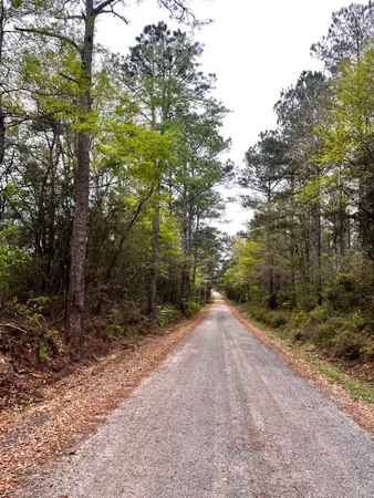 a view of a forest with trees in front of it