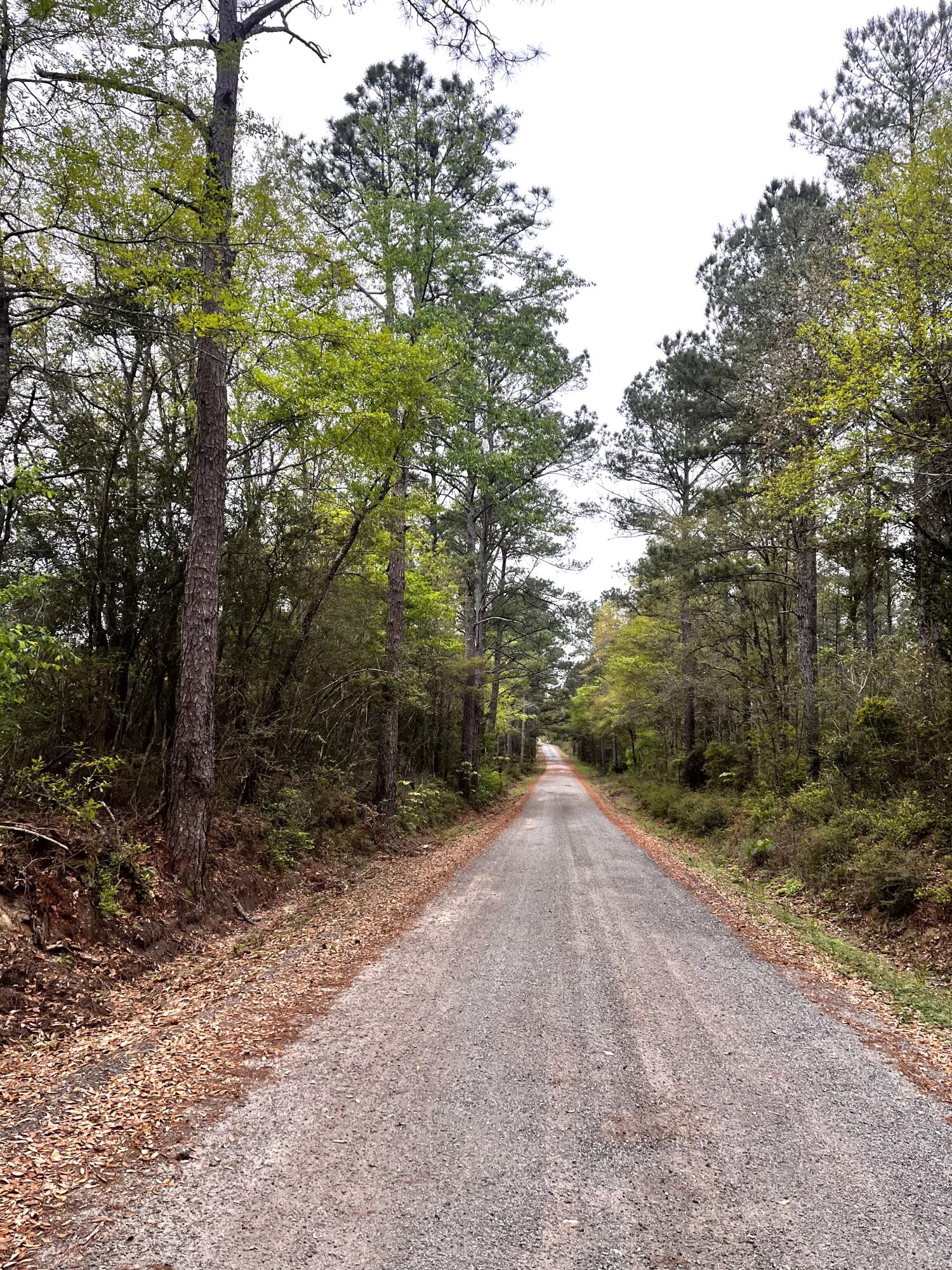 Xxx Cawthon Road Laurel Hill, FL 32567 - Photo 5 of 5 a view of a forest with trees in front of it