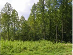 Lot 7 Imperial Ridge Road Butler, TN 37640 - Photo 8 of 16 SIDE VIEWS