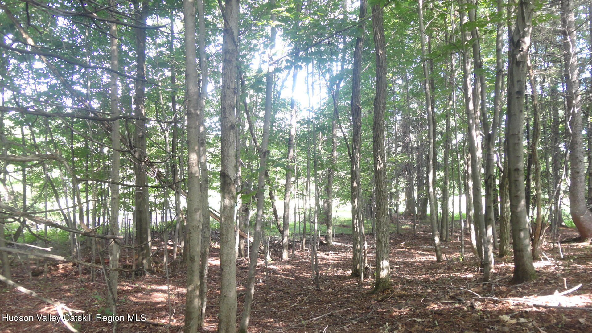 Tbd Henry Road Pine Bush, NY 12566 - Photo 12 of 12 a view of yard
