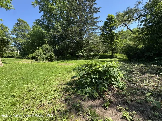 a view of a large trees with lush green forest