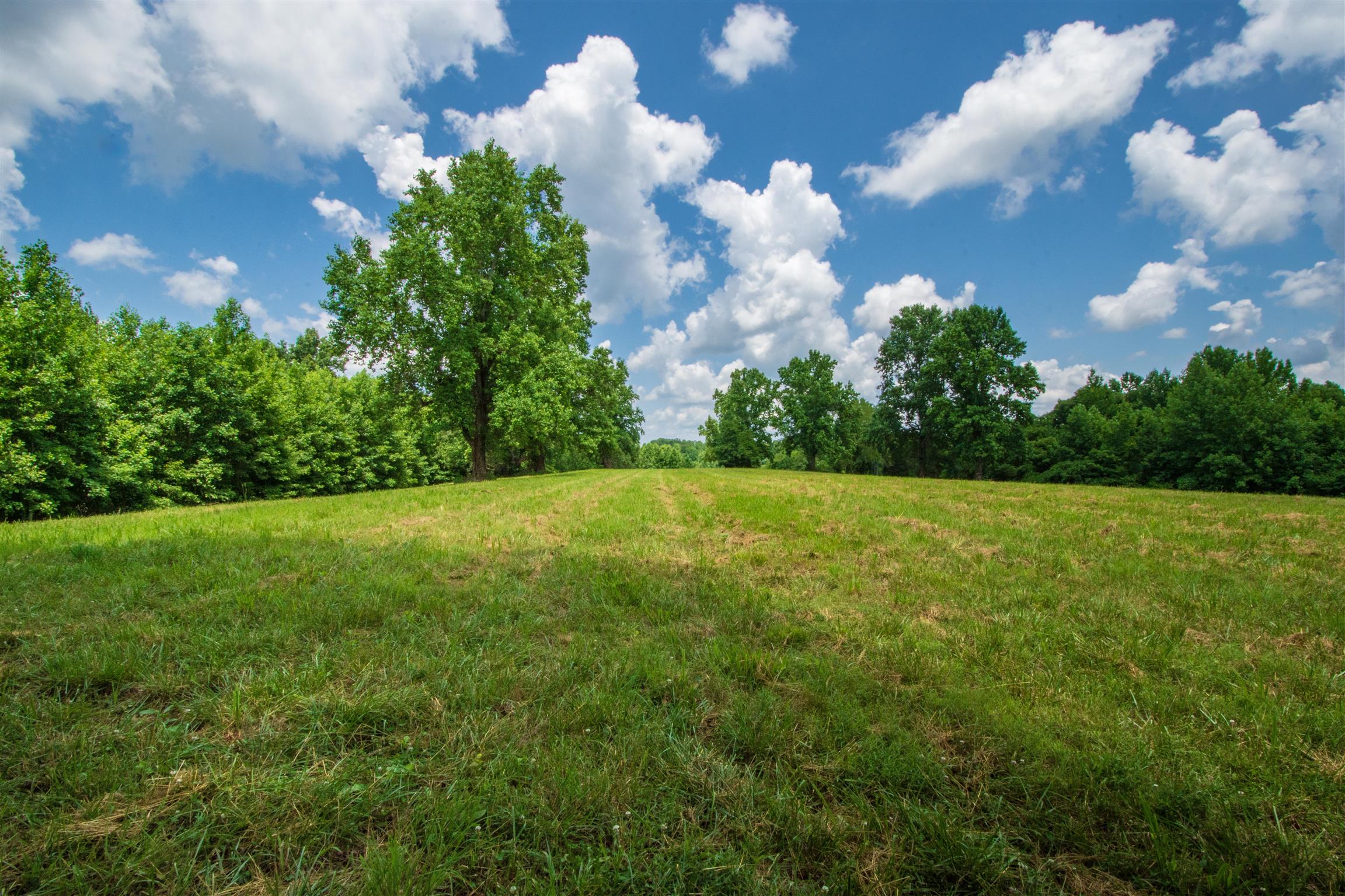 198 Ben Johnson Road Pulaski, TN 38478 - Photo 16 of 30 a view of a green yard