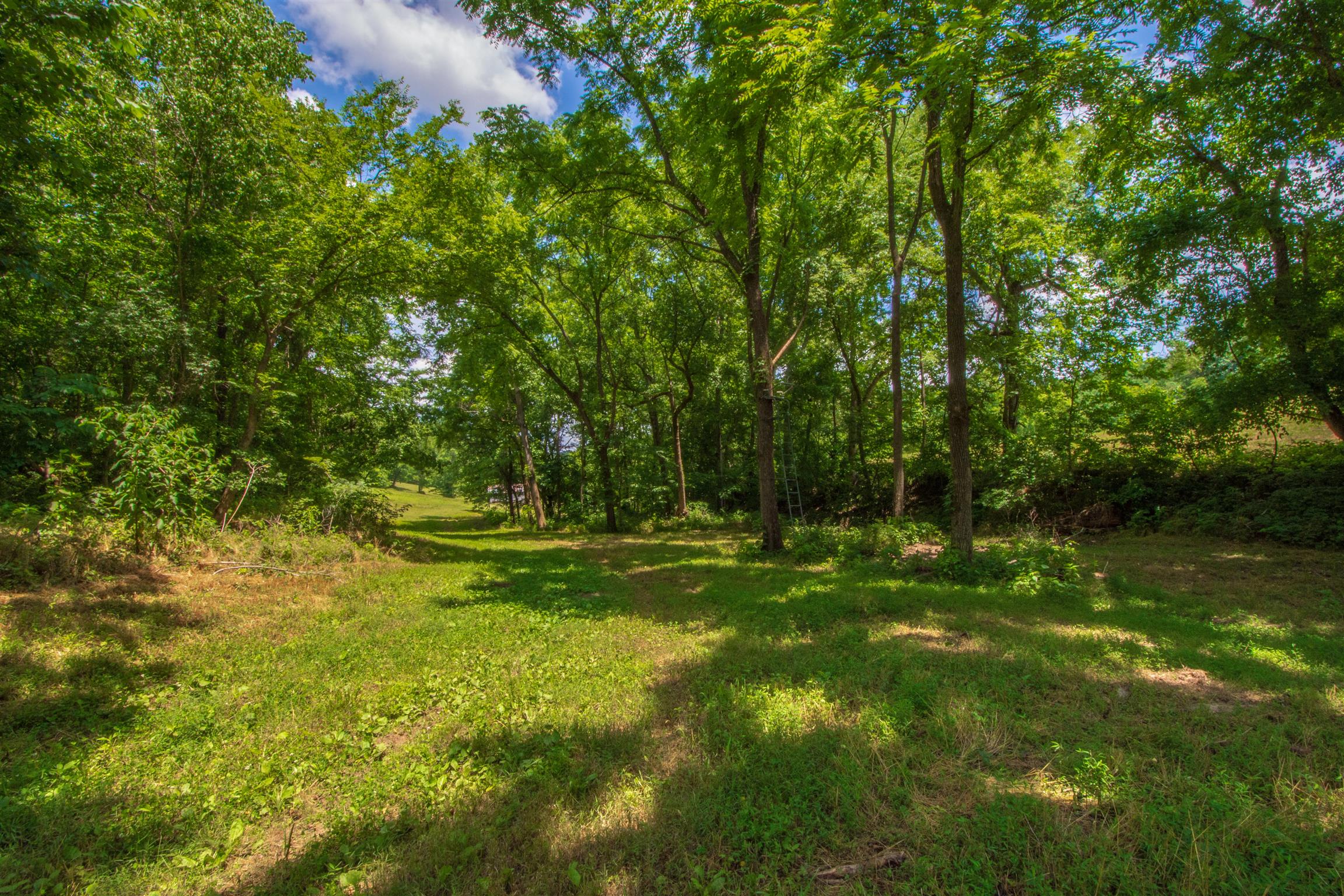 198 Ben Johnson Road Pulaski, TN 38478 - Photo 21 of 30 a view of a golf course with a tree