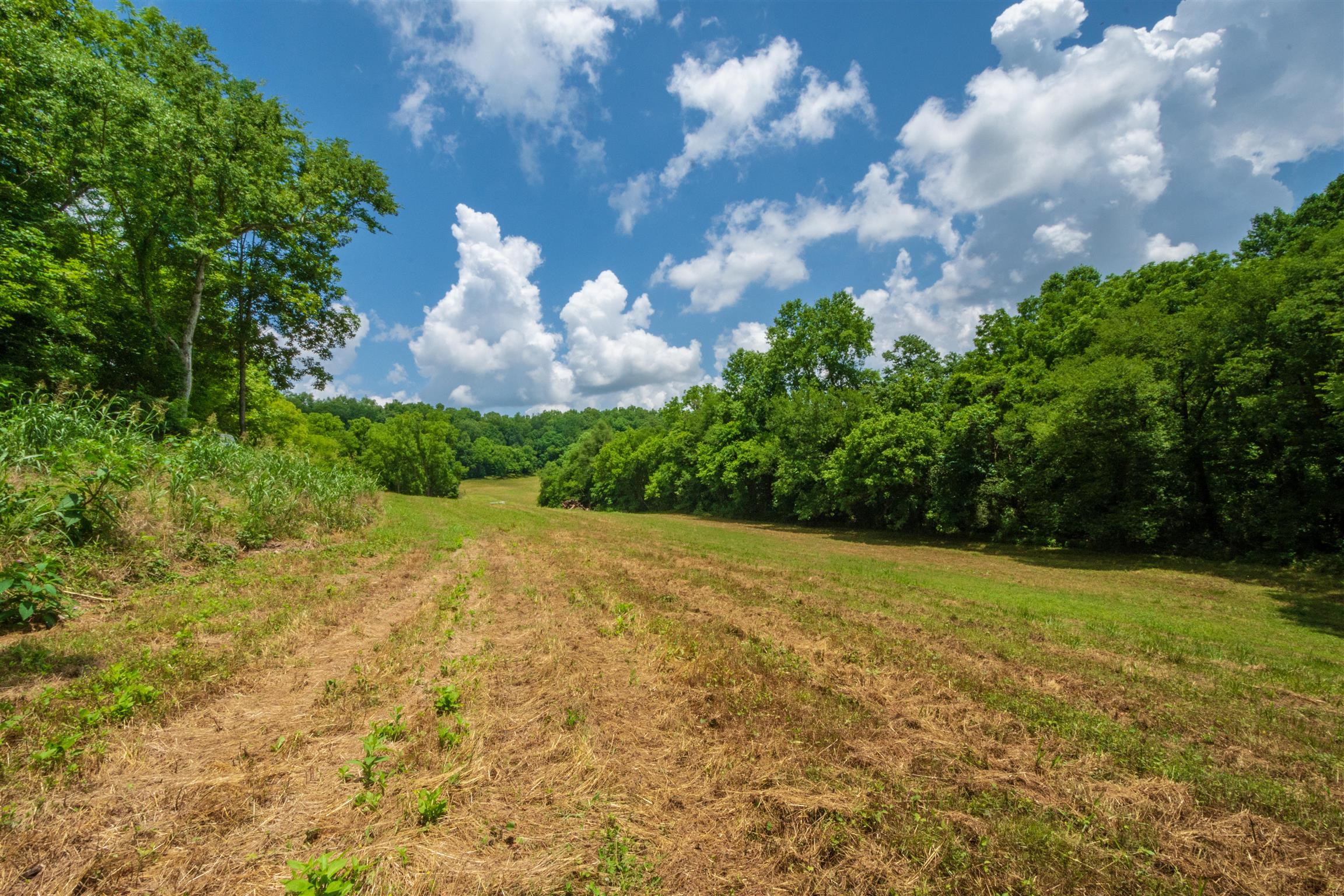 198 Ben Johnson Road Pulaski, TN 38478 - Photo 7 of 30 a backyard of a house with lots of green space