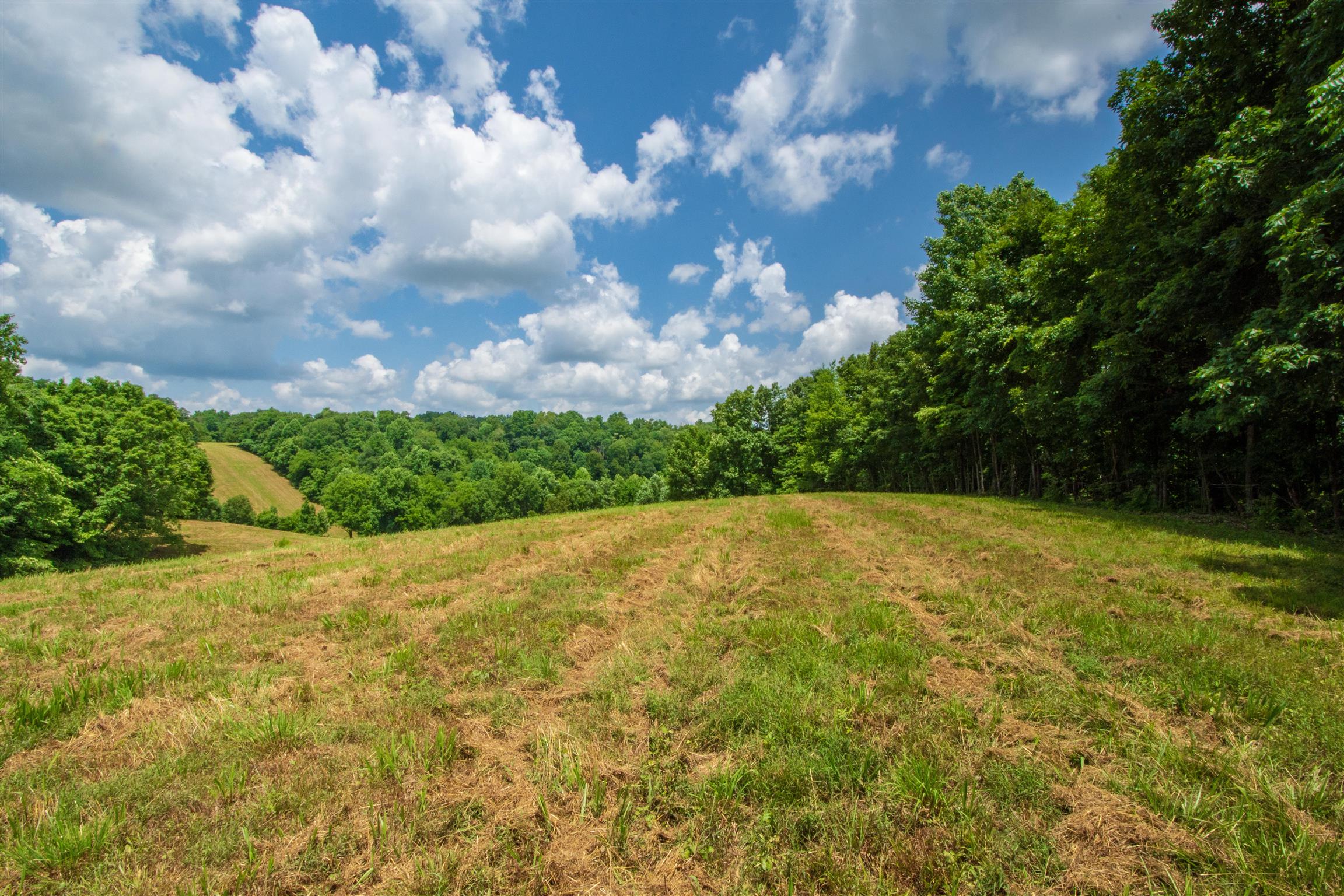 198 Ben Johnson Road Pulaski, TN 38478 - Photo 10 of 30 a view of a yard with yellow lighting