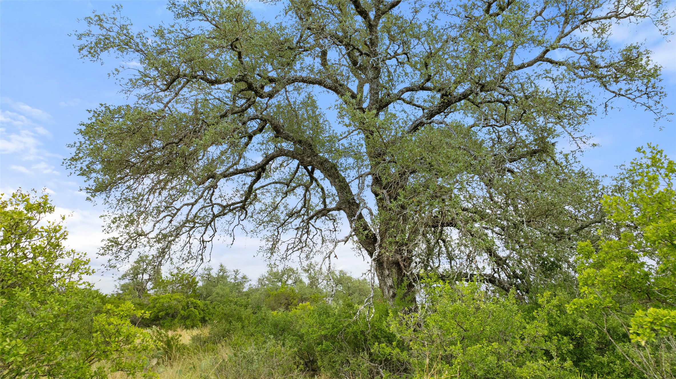 Lot 37 Vista Rdg Drive Round Mountain, TX 78663 - Photo 7 of 30 View of woods