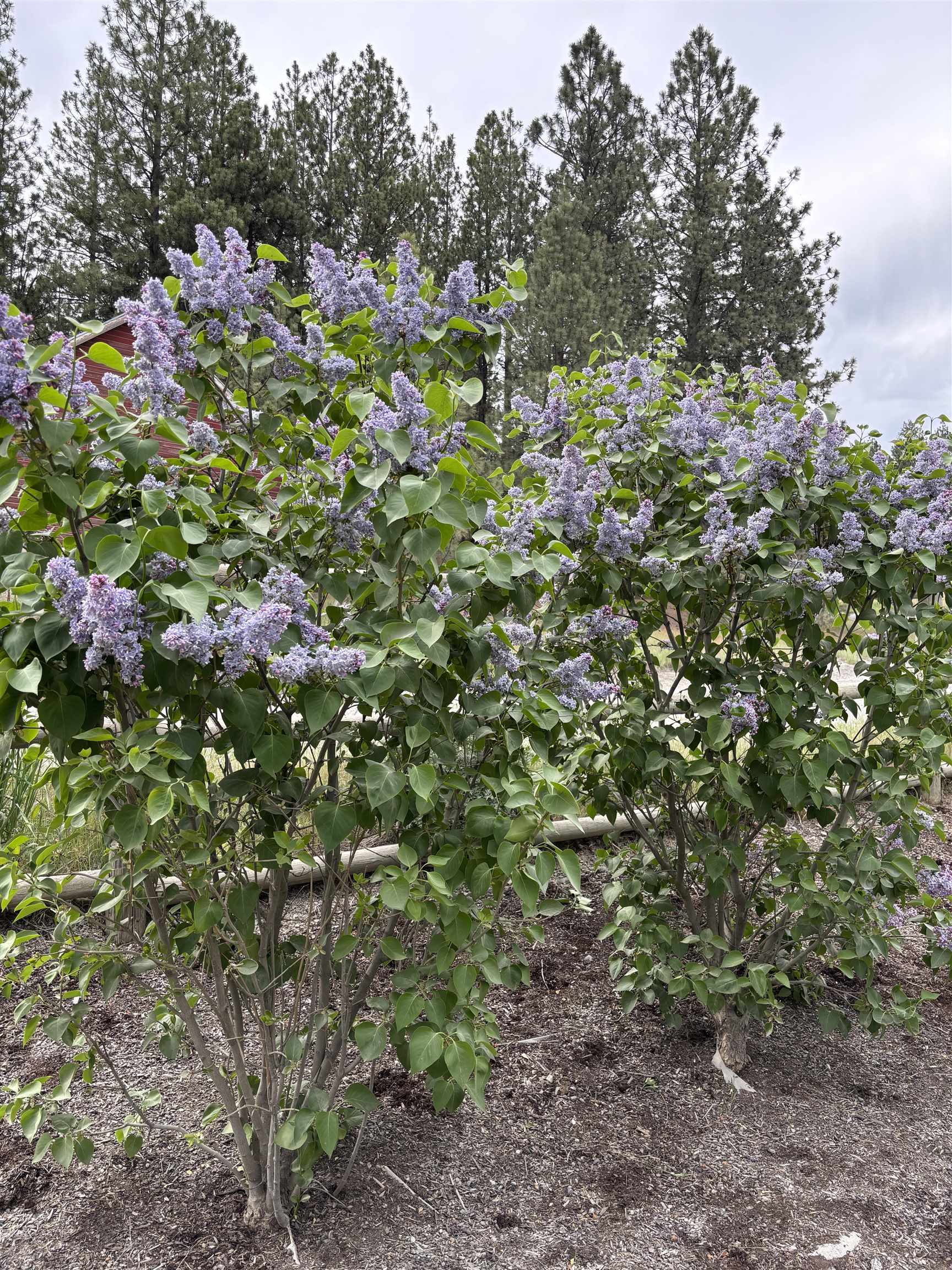 1424 North Idaho Road Liberty Lake, WA 99019 - Photo 8 of 50