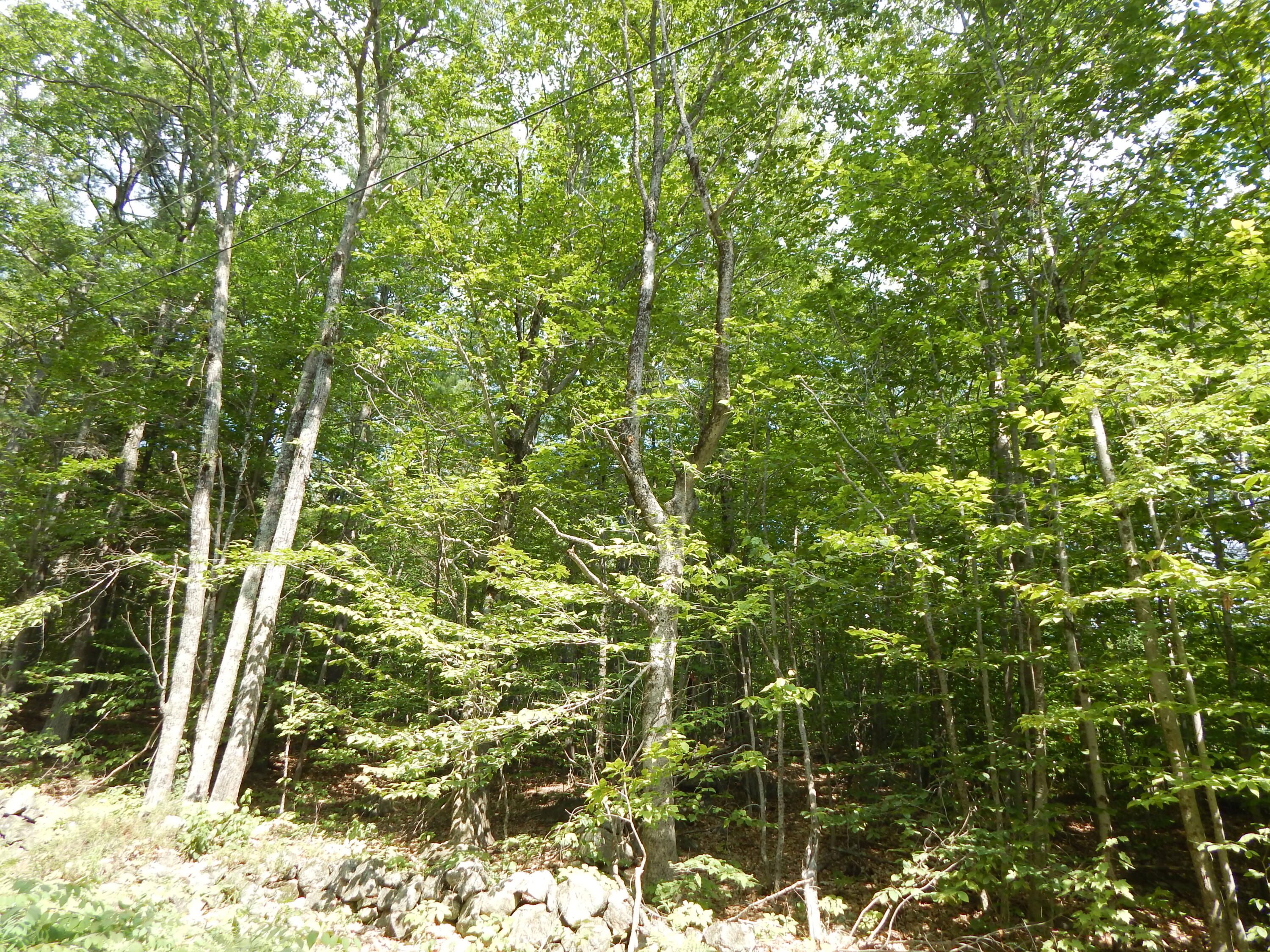 Lot 6 Maplecrest Road Parsonsfield, ME 04047 - Photo 2 of 17 DSCN3390