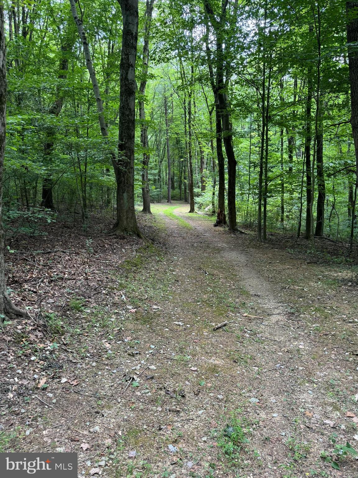 4635 Newark Road Cochranville, PA 19330 - Photo 105 of 113 a view of a forest with trees in the background