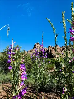 a picture of flowers