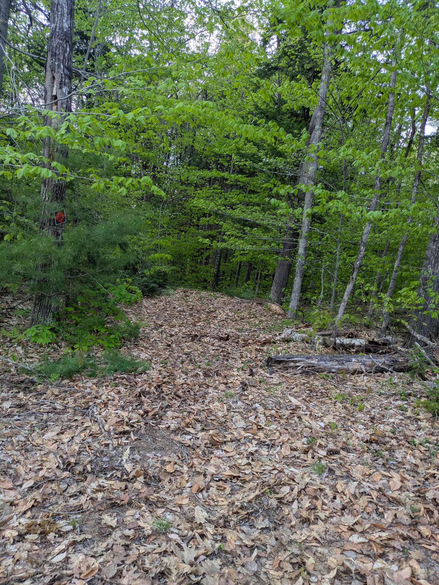 6 New Meadow Road Stow, ME 04037 - Photo 6 of 13 Roughed in Driveway