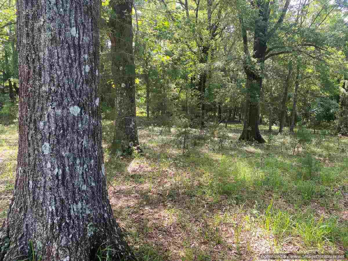 441 Foster Road, Unit NONE Florence, MS 39073 - Photo 5 of 8 Photo 5