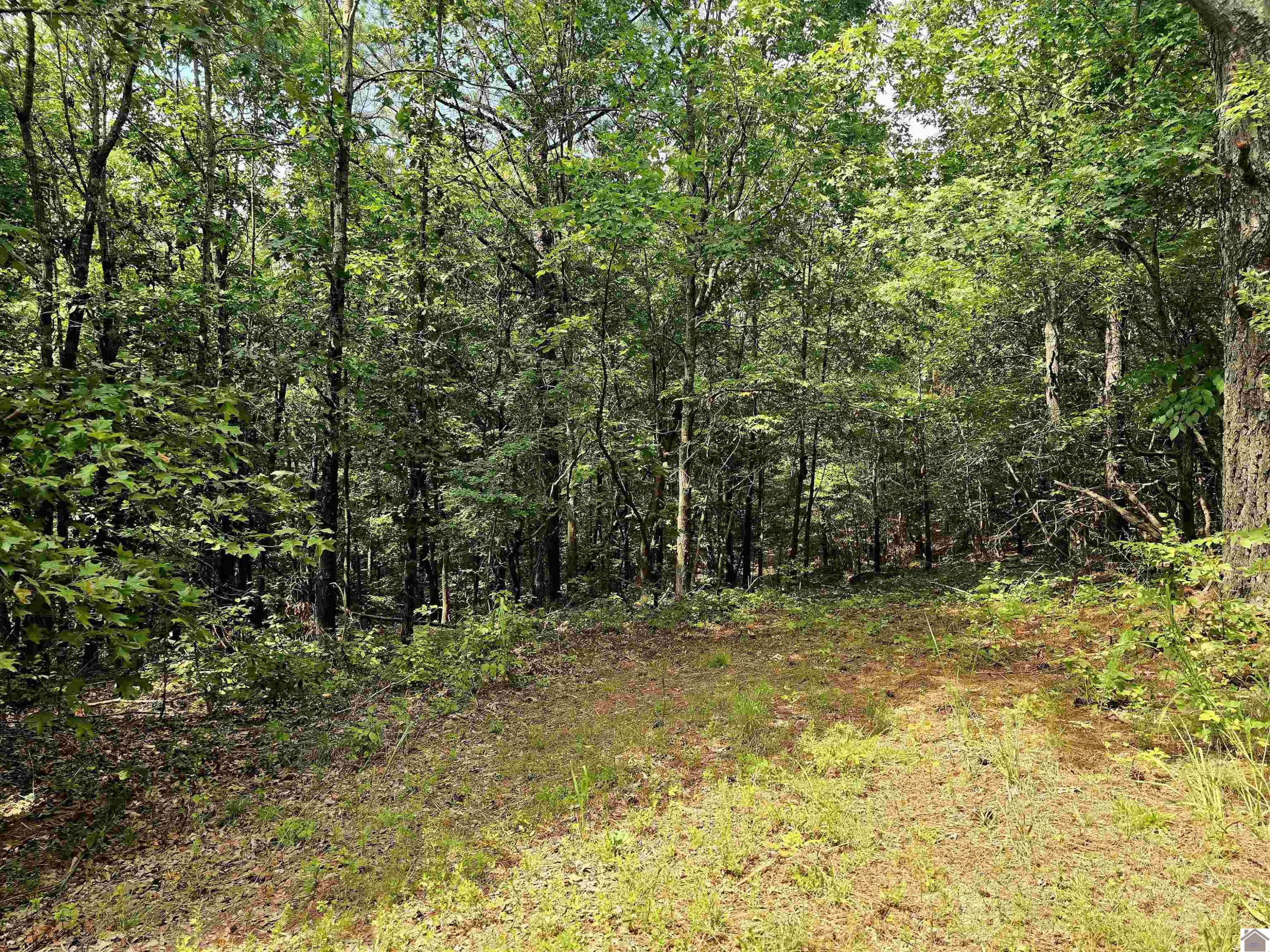 0 Vicksburg Road Tiline, KY 42083 - Photo 5 of 5 Photo 5