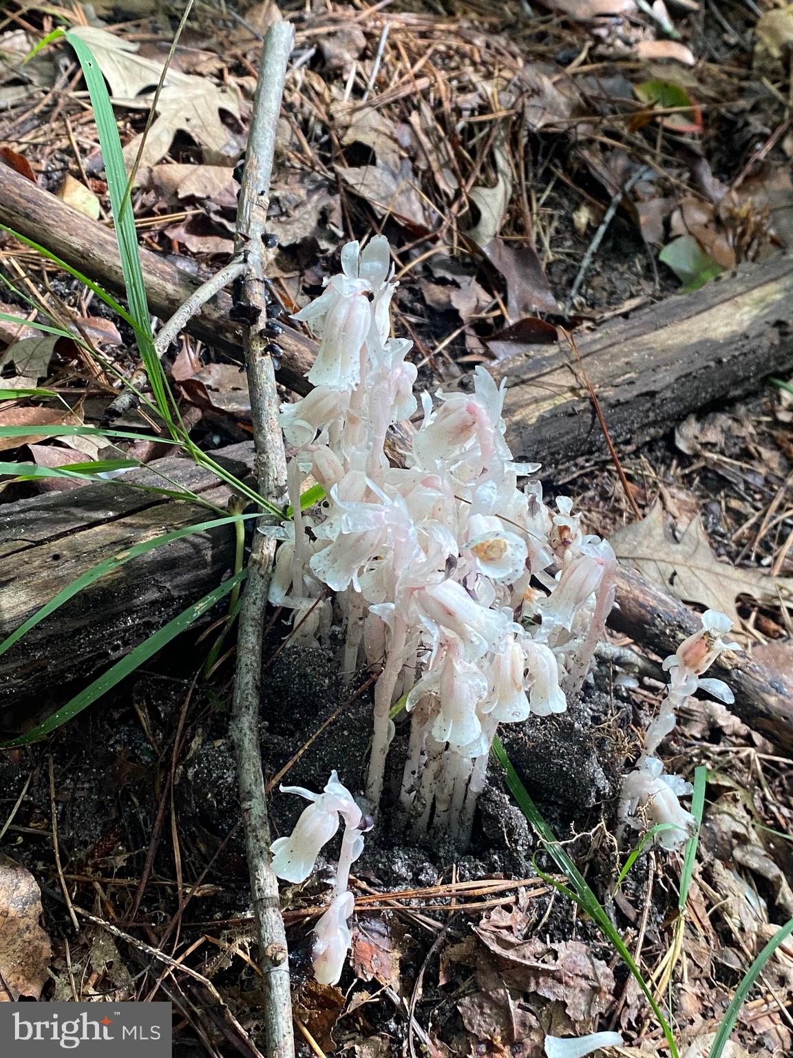 0 Wilson Road Georgetown, DE 19947 - Photo 11 of 15