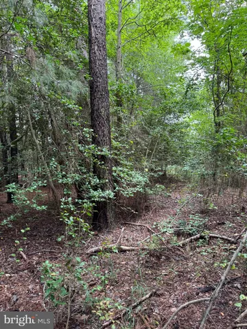 a view of a yard with plants