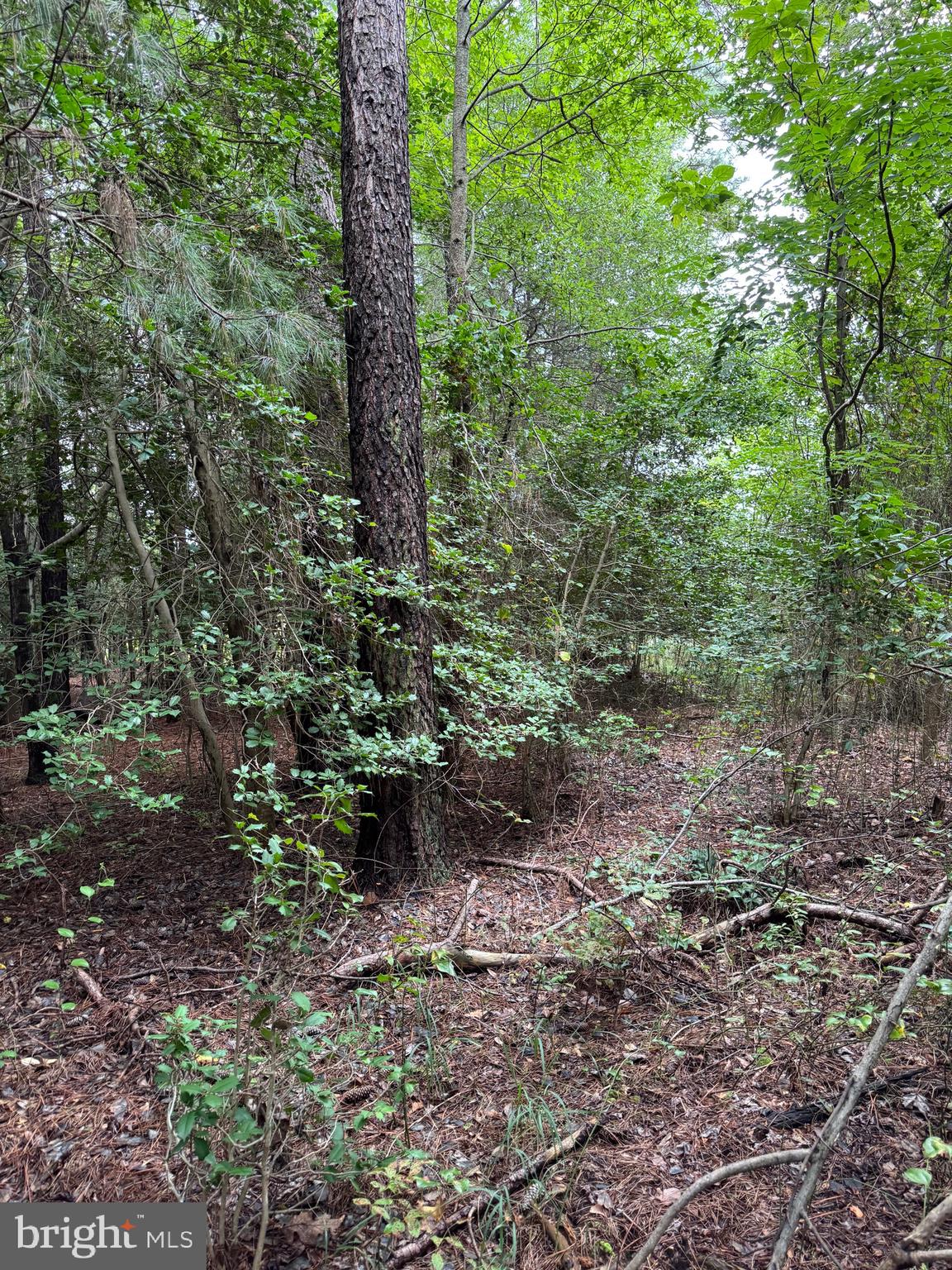 0 Wilson Road Georgetown, DE 19947 - Photo 12 of 15