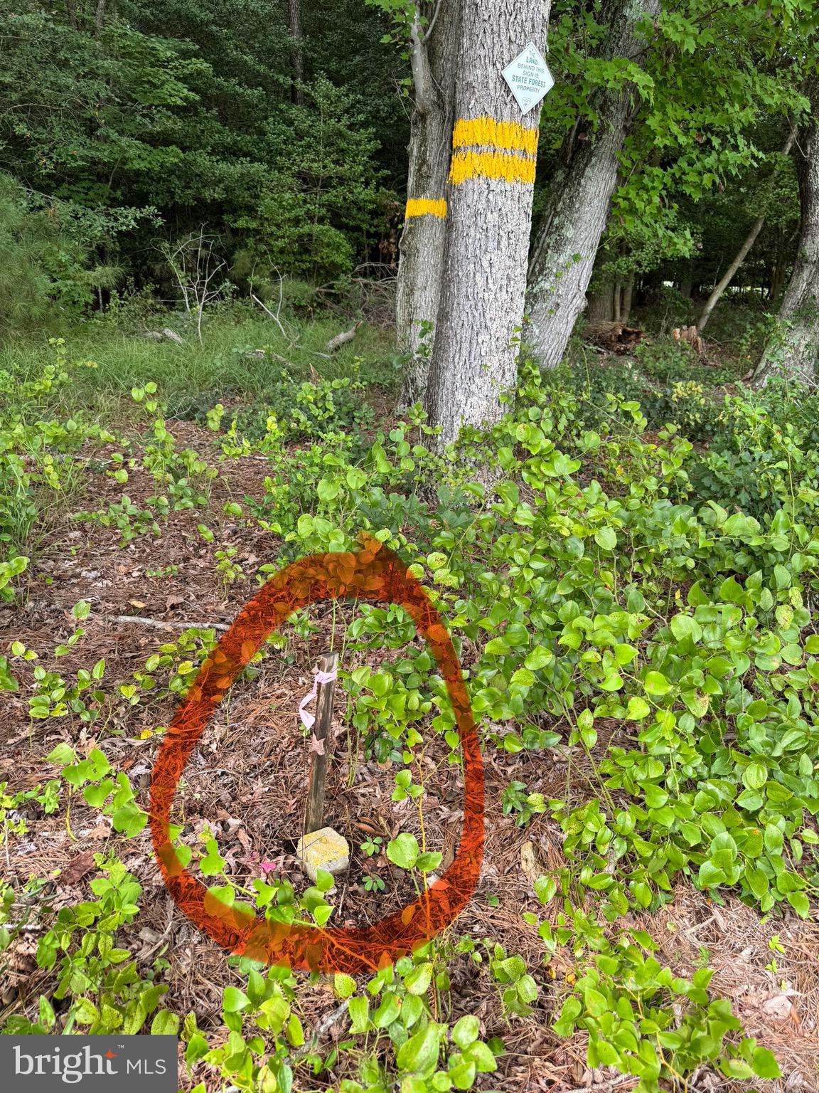 0 Wilson Road Georgetown, DE 19947 - Photo 13 of 15