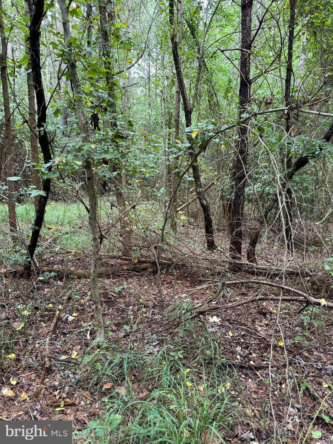 0 Wilson Road Georgetown, DE 19947 - Photo 14 of 15