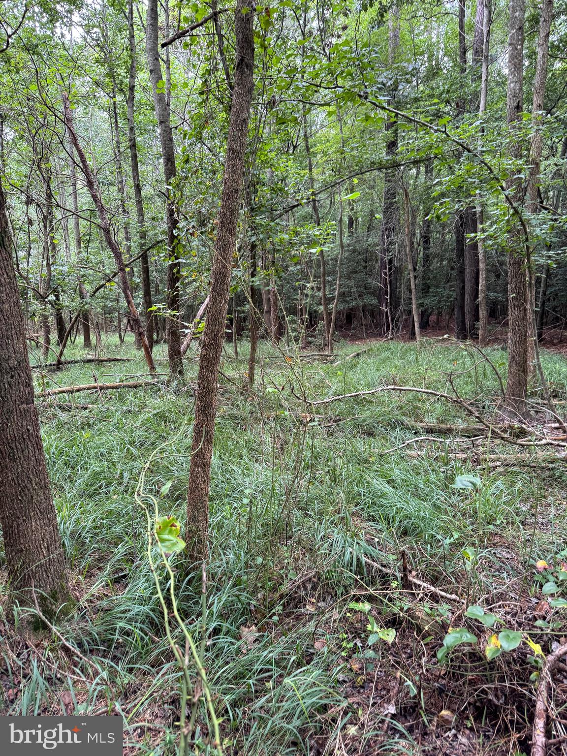 0 Wilson Road Georgetown, DE 19947 - Photo 15 of 15