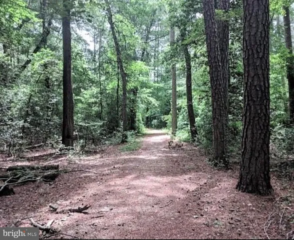 a view of a forest with trees in the background