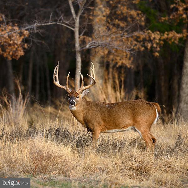0 Wilson Road Georgetown, DE 19947 - Photo 9 of 15
