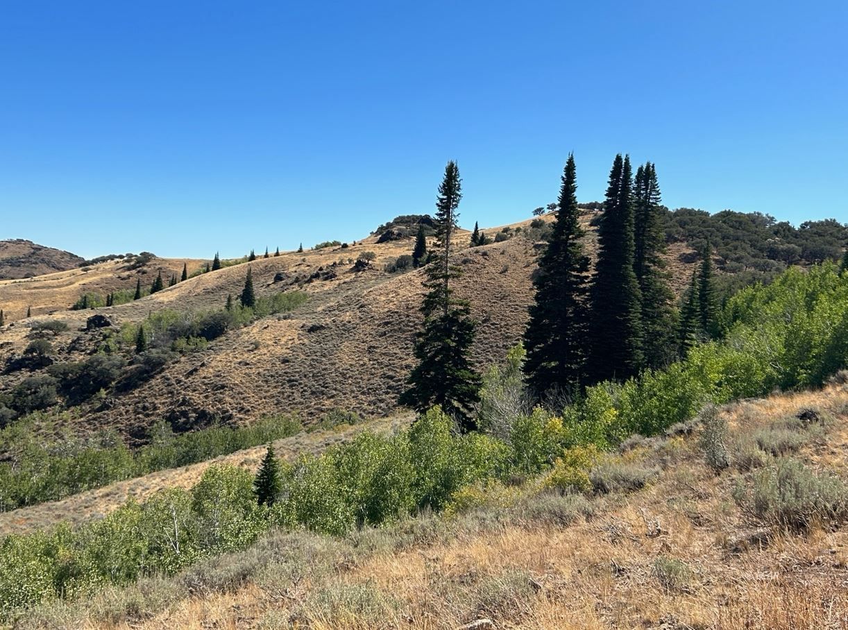 Wild Cat Road Road Jarbidge, NV 89826 - Photo 5 of 10