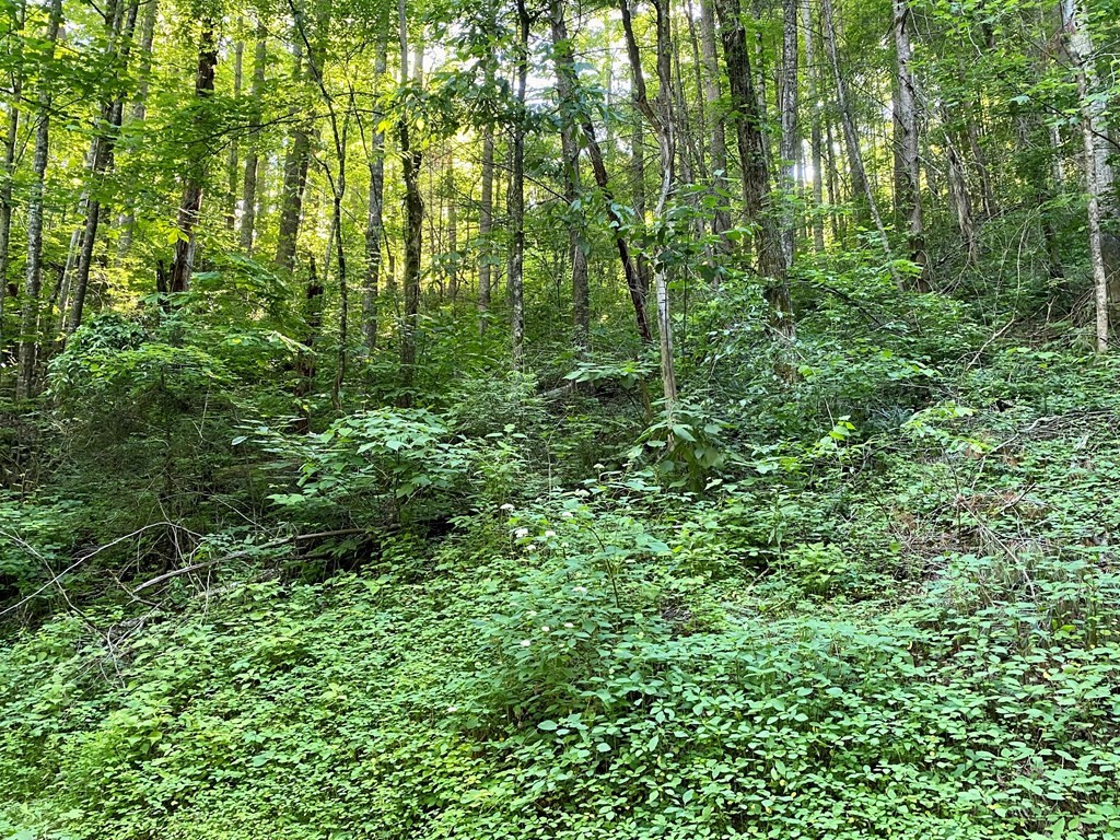 12 Sunset Road Sevierville, TN 37862 - Photo 5 of 18 Gallery Image 5