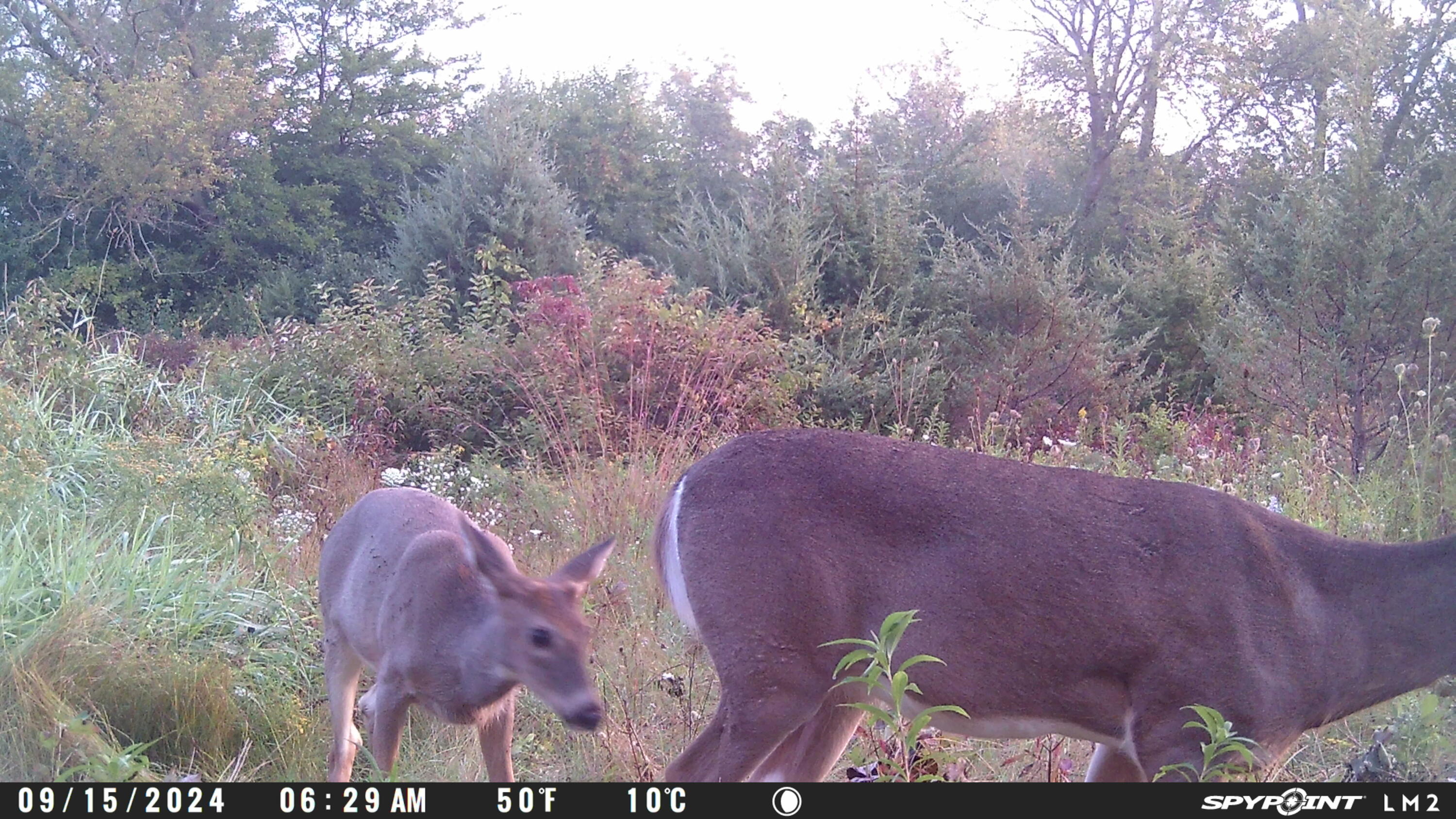 Lt0 Spring Street Yorkville, WI 53182 - Photo 18 of 19 Photo - Wildlife