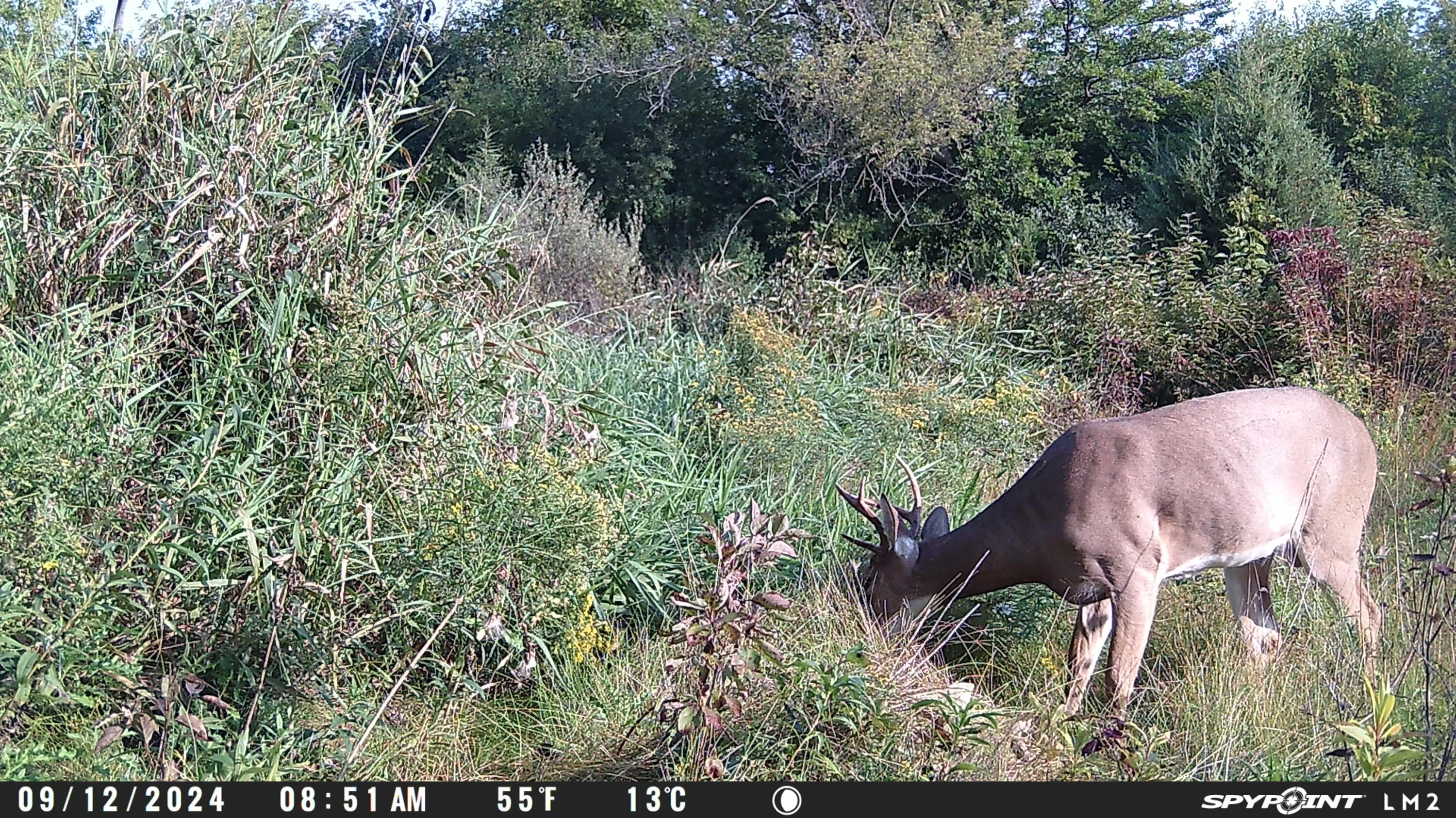 Lt0 Spring Street Yorkville, WI 53182 - Photo 19 of 19 Photo - More Wildlife