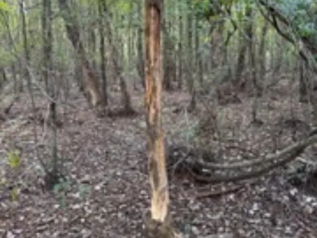 a aerial view of a house with lots of trees