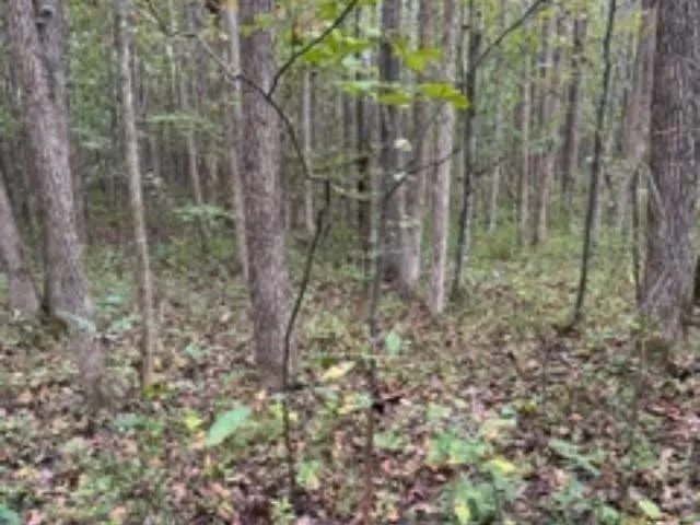 a close up of a tree