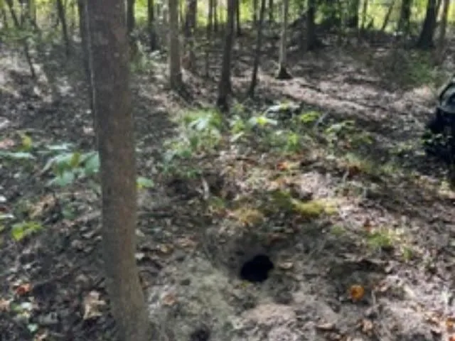 a view of a lake with a forest