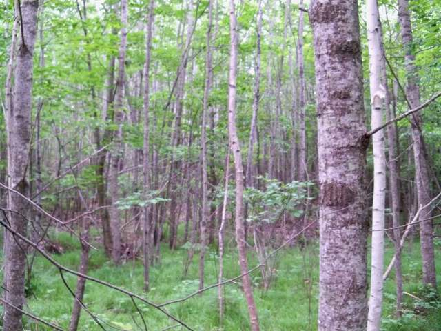 Two 2 Lakes Road Lake Tomahawk, WI 54539 - Photo 2 of 11 Gallery Image 2