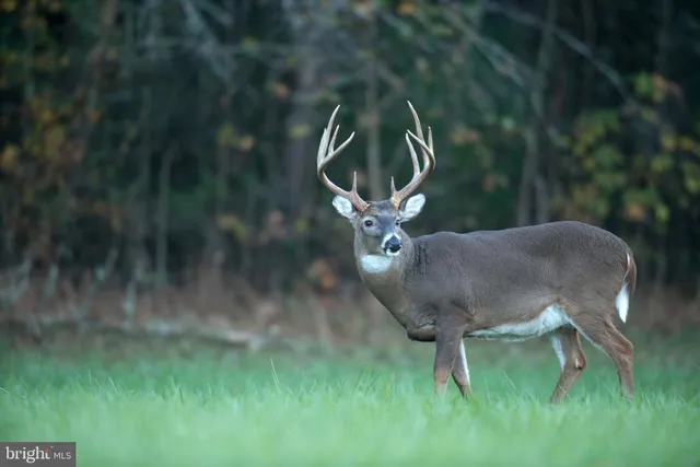 $11,500,000 | 29031 Howell Point Road, Trappe, MD 21673