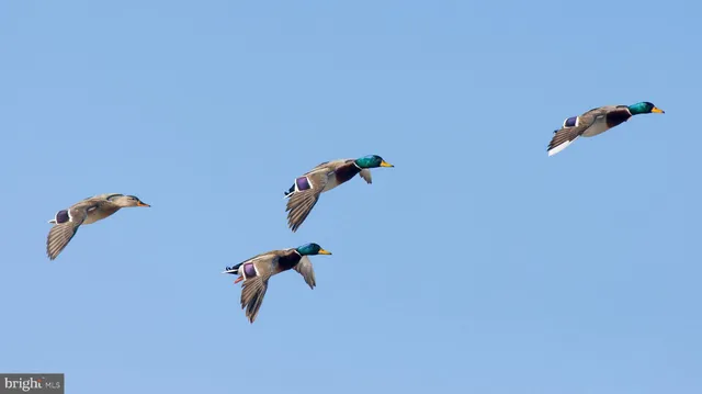 $11,500,000 | 29031 Howell Point Road, Trappe, MD 21673