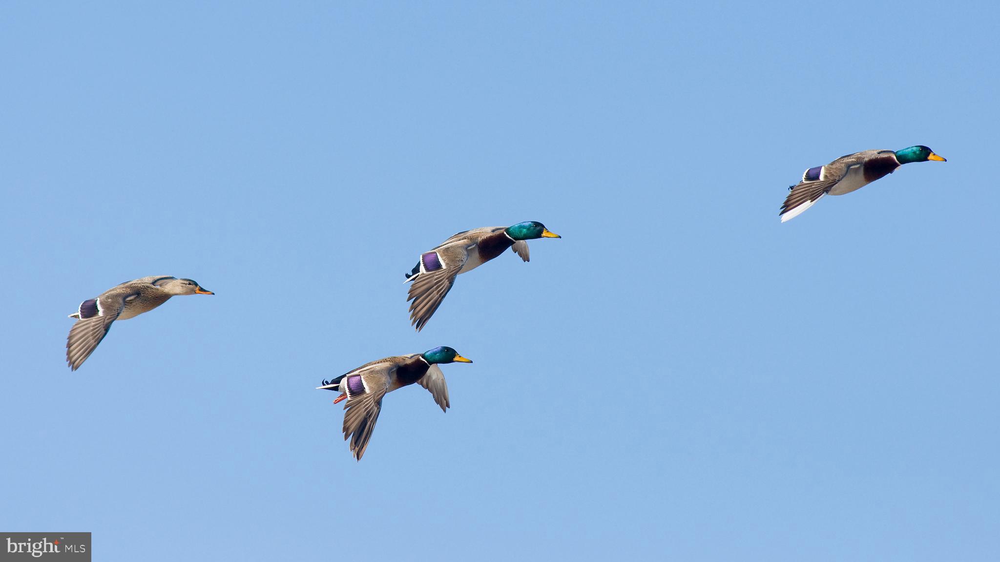 29031 Howell Point Road Trappe, MD 21673 - Photo 126 of 129 a bathroom with a shower