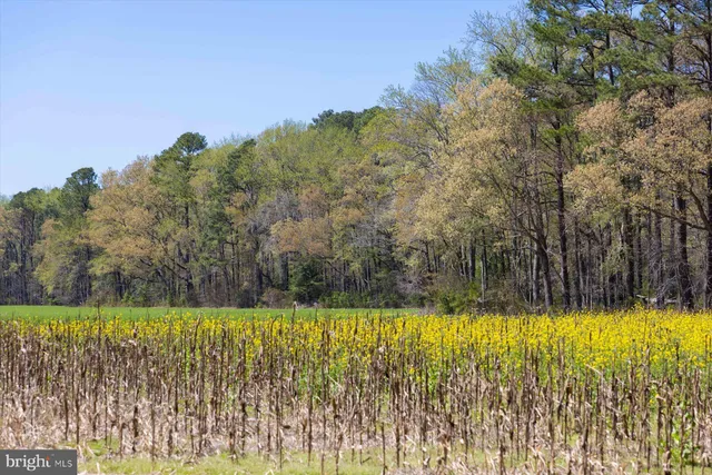 a view of an empty room with wooden floor and a fireplace