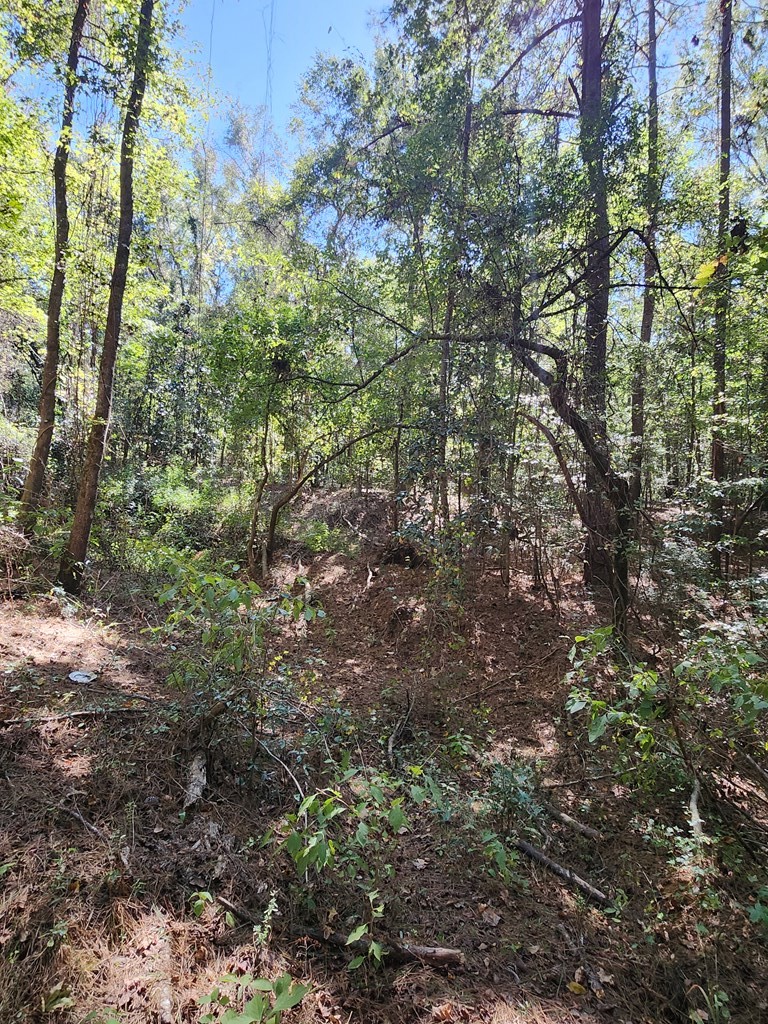 3170 County Road 53 Abbeville, AL 36310 - Photo 6 of 8